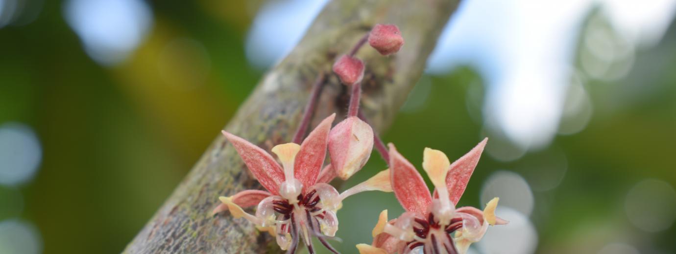 Ruta competitiva - Agroindustrias