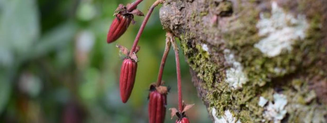 Ruta competitiva - Agroindustrias