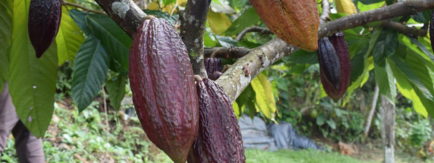 Ruta competitiva - Agroindustrias