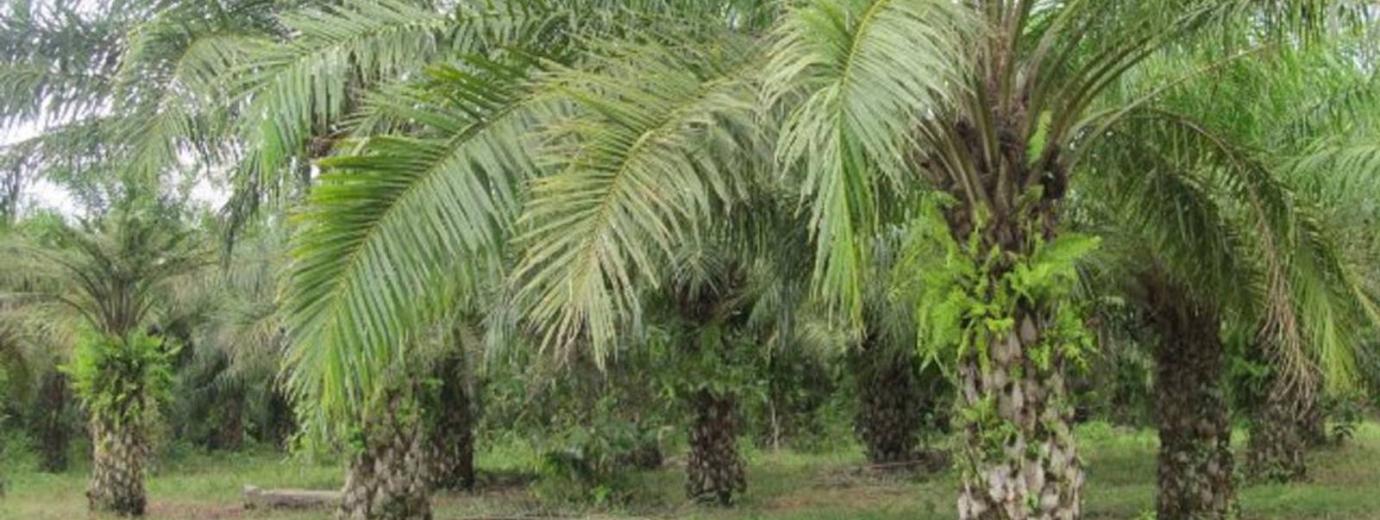 palma aceite cartagena