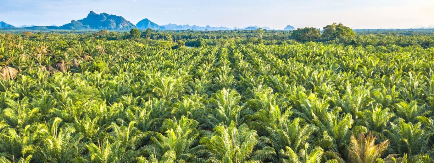 palma aceite cartagena
