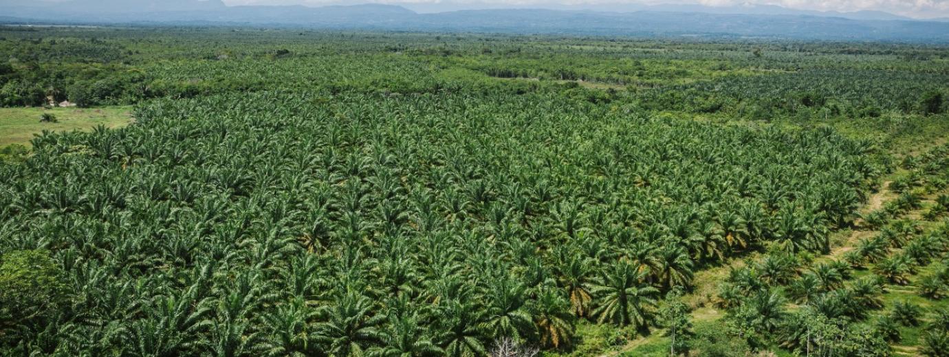 palma aceite cartagena